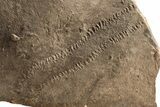 Cruziana (Fossil Trilobite Trackway) - Morocco #253163-1